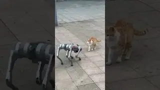 Gato vs Robot #cat #wildanimals #shorts