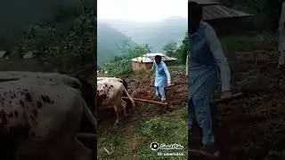 Old Method Furrow to plough | remember old days #shorts #pakistan
