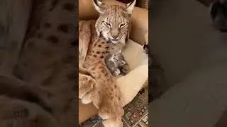 Подпишись, новое видео каждый день! #cat #шуточное #animals #животные #смехпродлеваетжизнь