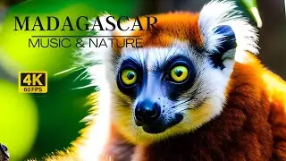 🍃🌹🍃 MADAGASCAR | Relaxing Film in 4k & Nature Sounds