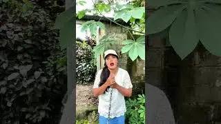 mami oh mami #shorts #lucu #hiburan
