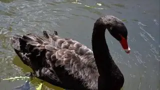 Гоначхир  Часть 2