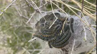 An army of caterpillars getting ready to flee the cacoon