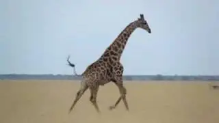 Running Giraffe in Botswana