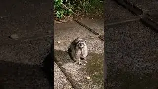 Cookies Explode for the Raccoon Fams