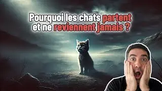 Pourquoi les chats partent et ne reviennent jamais ? 😢