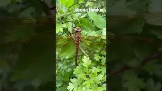 Brown Hawker we love finding dragonflies here at TheBeardedBirders #dragonflies #dragonfly #hawker