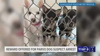 Reward offered for information that could lead to suspect who abandoned dogs in Largo