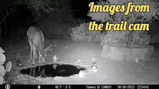 Thrilling Wildlife Encounters: Awesome Trailcam Footage #shortsvideo