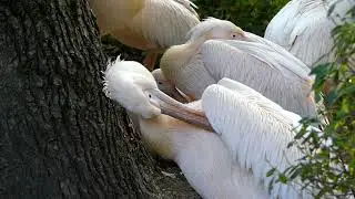 Pelican cleaning its feathers | Royalty free footages for editing