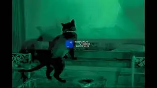 That Darn Cat 1965 Part 1