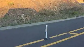 Part 1 - Wile E. Coyote - Vista Point - Marin Headlands above the Golden Gate Bridge - 11/21/2025