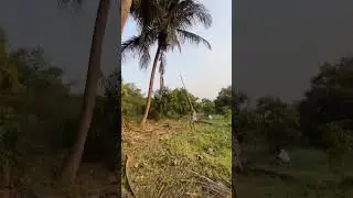 village vibes 🌴🥥#fun #masti #villagelife #coconut #coconuttree
