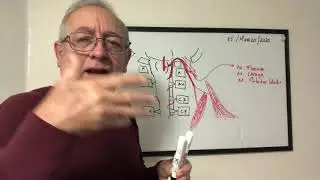 Добавочный спинномозговой нерв. Основные ядра и ветви