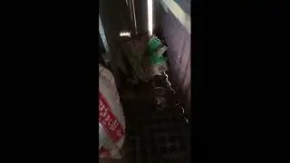 Poor Mother Cat Bite Her Baby To Find Safe Place For Live 2024.#fuuny #gamingvideos #animals
