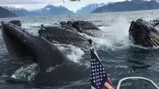 Whale watchers catch underwater feeding frenzy