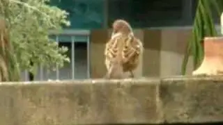 sp-550 uz bird zoom