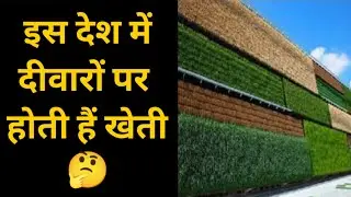 दीवारों पर खेती | 10 Amazing facts | 10 Interesting Facts | #Shorts #YoutubeShorts #TheAmazingFact 🤔