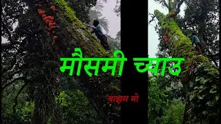 बाझम मो, Himalayam Red Mooshroom,