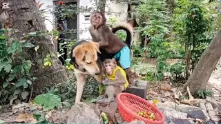 Monkeys and Dogs Hanging Out Together in the Wild #monkeylove #monkeyvideo #monkeychallenge