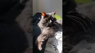 Cat Life #cute #fun #cat #adorably #funny #petshort #catlanguage