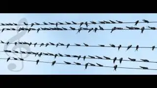 DIP Recordings | Dreamwax & D.I.P - Bird II - DIP015 (2012)
