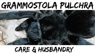 GRAMMOSTOLA PULCHRA Care & Husbandry