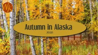 Autumn Leaves Ambience | Alaska