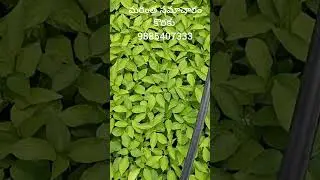radifarm #ferriline #rootgrowth#strongstem# healthyplant# అద్భుతమైన కాంబినేషన్