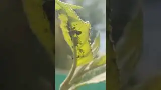 Aphids vs ants