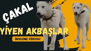 ÇAKAL YİYEN AKBAŞLAR!!!(Akbas Protecting the Sheep) #keşfetteyiz #akbaşçobanköpeği #dog #animals