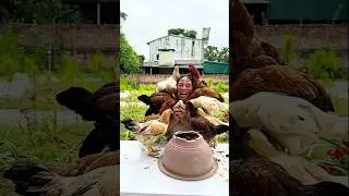 Feisty flock vibes 🐔💥 on the farm!#ChickenLove #FarmFun #PoultryParty #RuralVibes  #AnimalLovers