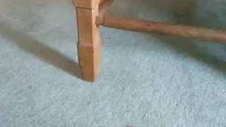wood pecker? :D