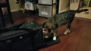 X-ZONE PET Soft-Sided Pet Carrier for Cats & Dogs (Medium) Unboxing