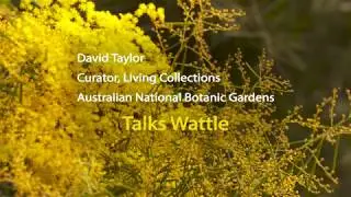 Wattle Man