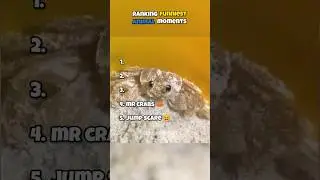 Ranking Funniest 🤣 Animal Moments #shorts