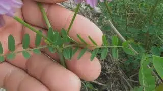 Securigera varia, Coronilla varia,  crownvetch or purple crown vetch
