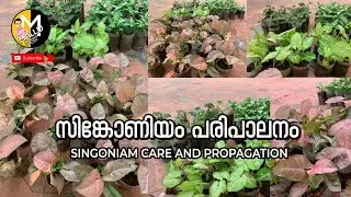 Singoniam care and propagation