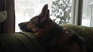 Virgil german shepherd. 
