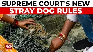 SC's Stray Dog Order: Relief For Lovers, New Rules On Feeding & Aggressive Dogs | India Today News