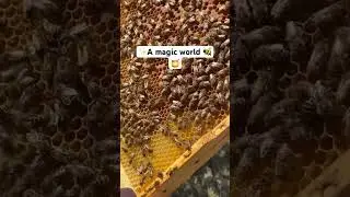 🐝 Bees magic world ✨🍯 #bee #magic #nature
