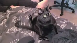 The weird way Void Monster sits