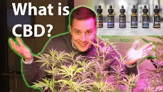 What is CBD? Common Myths & Misconceptions