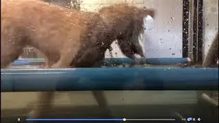 Post-op rehab - Veterinary Video