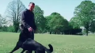 Dancing Dog German Shepherd heelwork