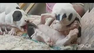Indian mustif for sale only 45000/- one pair (M/F) contact 8077233144 Moradabad