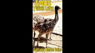 EMUS: 7 Weeks Later...