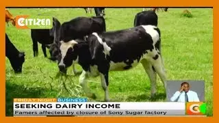 Migori sugarcane farmers take up dairy farming
