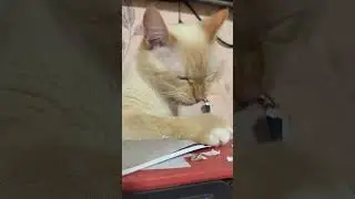 как уничтожить документы?😸 #cat #cats
