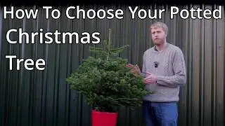 Potted Christmas Trees, How To Choose One
